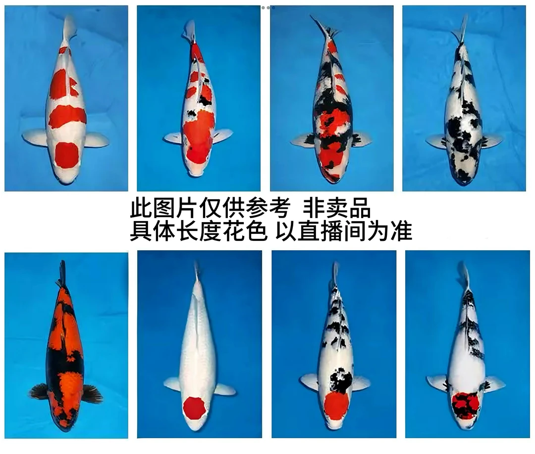 名言锦鲤自家产血统锦鲤