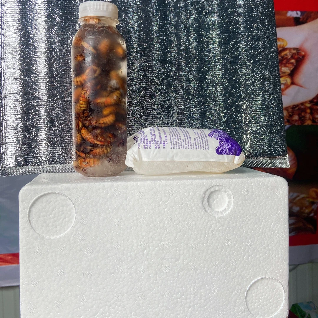 拍一单送一单】2025年新鲜金蝉知了猴爬叉鲜活速冻顺丰包邮