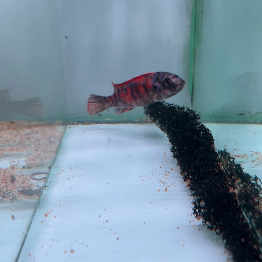 海水鱼补差价松比西ob