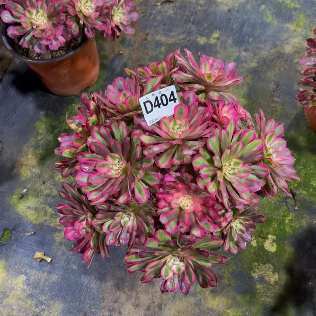 40408红铜超白锦可以拍