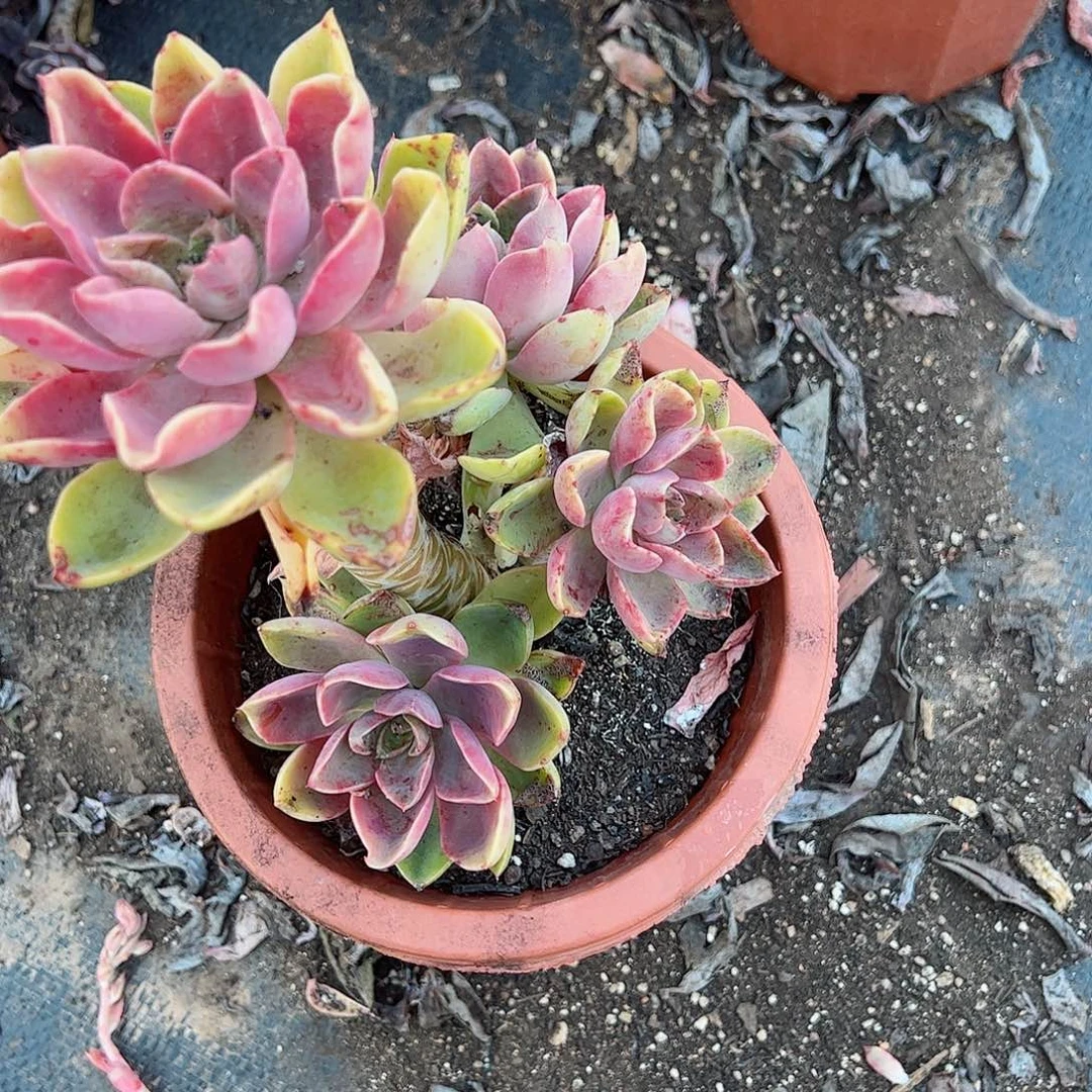 紫气东来三头起老桩