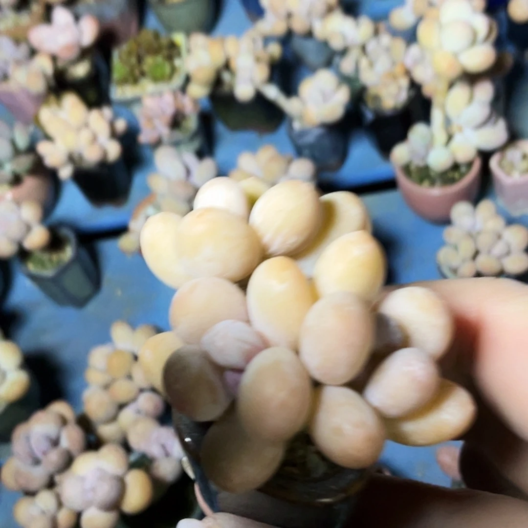 用***7多肉植物的生长发育和生长