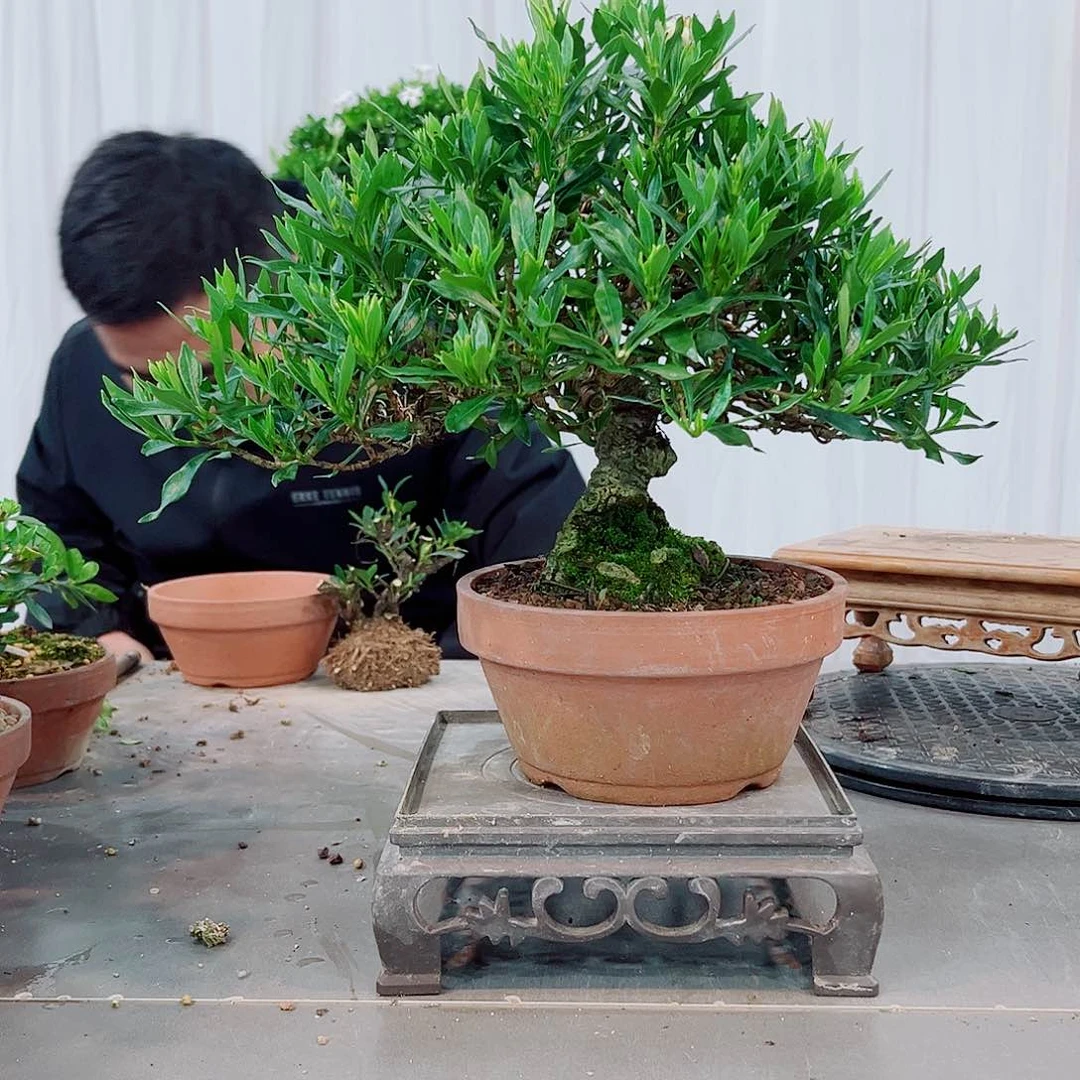 红陶大****员喜黛玉栀子花