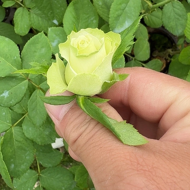 无花朵绿袖小苗扦插