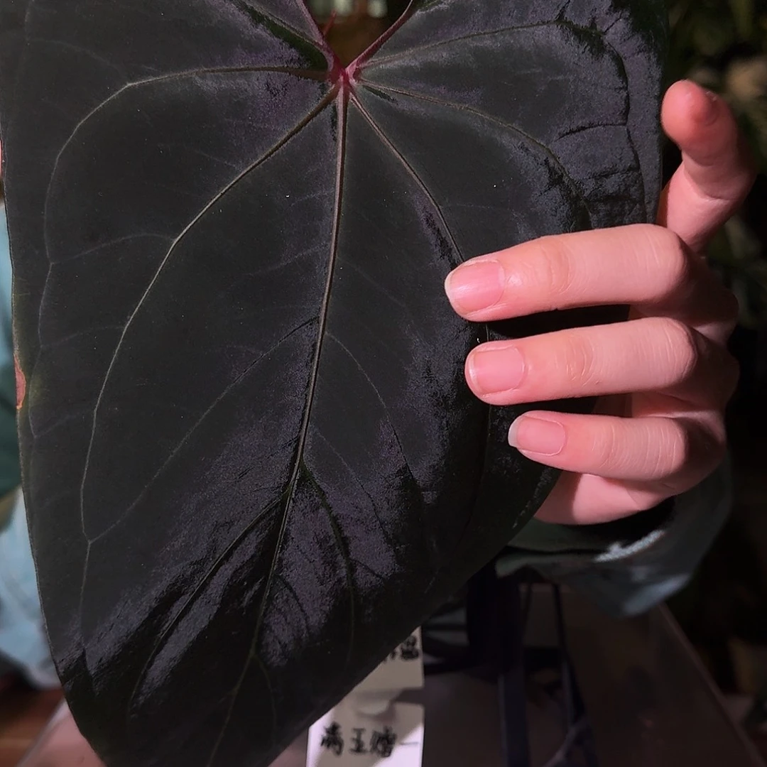 不开花植物B115蝠鲼杂fs