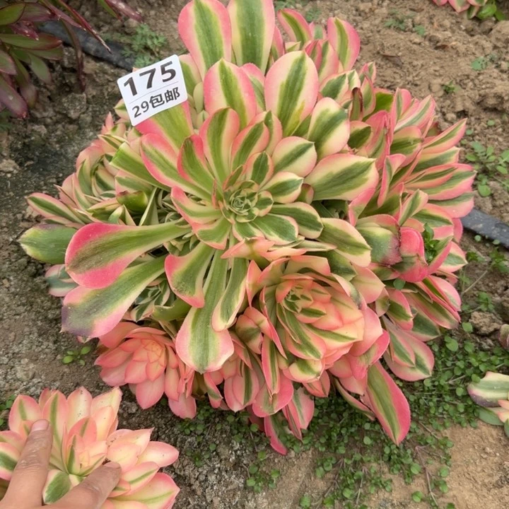 香妃……多肉植物……