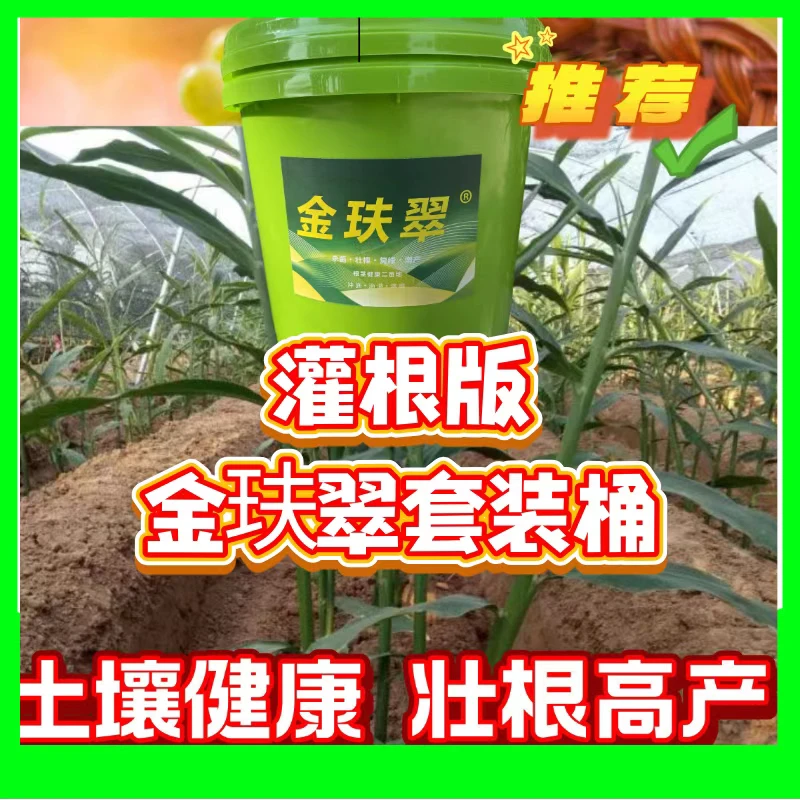 金玞翠套装桶预防大姜棵烂苗促进根系发达，根系障碍。