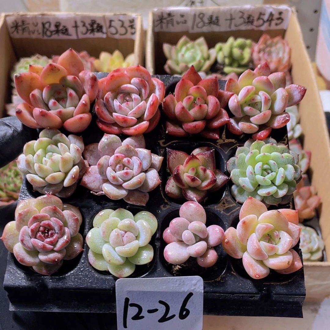 【闪购商品】12颗-26号约2-3厘米