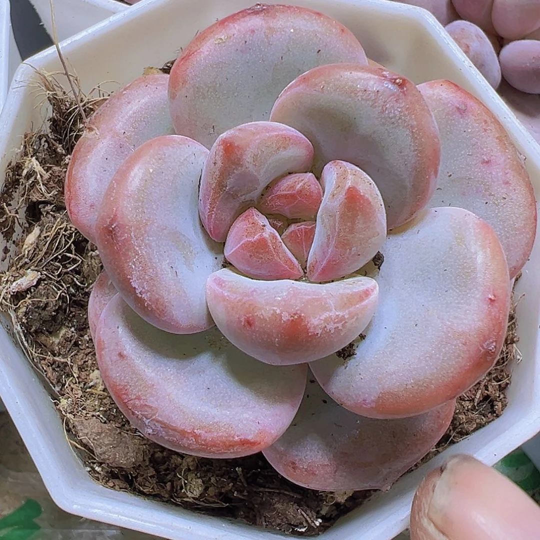漫漫雪19包邮多肉植物