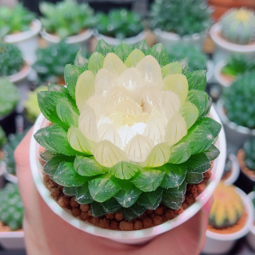 宝莲灯多肉多肉多肉多肉