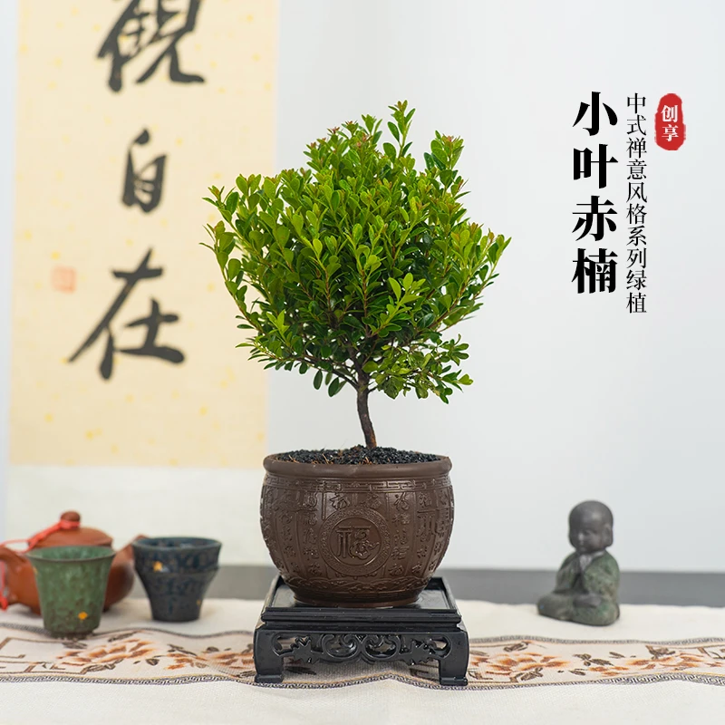 小叶赤楠陶盆客厅绿植花卉发货盆栽造型带底座桌面