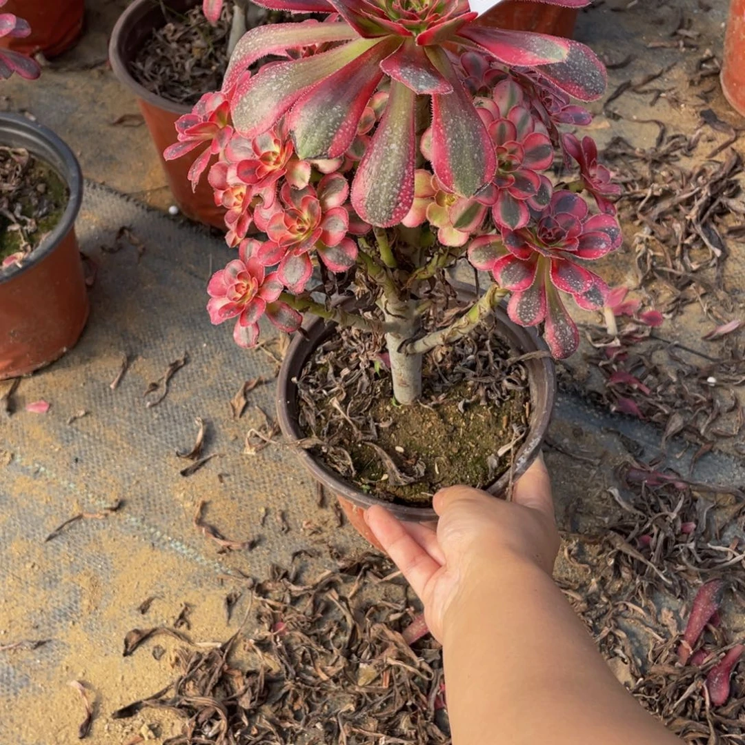 697香奈儿法师多肉断枝不包