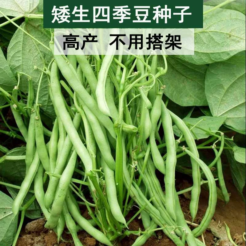 无架地豆种子 耐寒免搭架无筋豆不用搭架高产春秋季庭院阳台菜籽