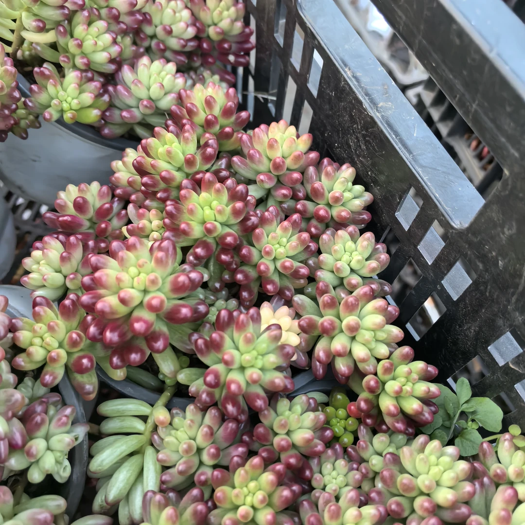 ynhzyj虹之玉锦多肉植物带盆土好养适合室内新手