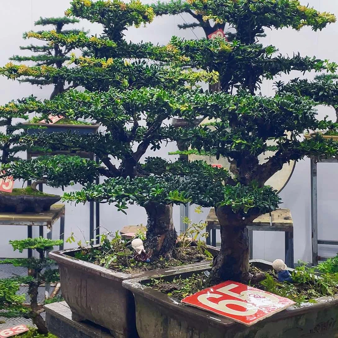 无花朵罗汉松红芽