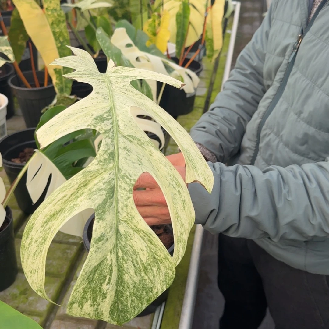 无花朵全锦薄荷龟背竹