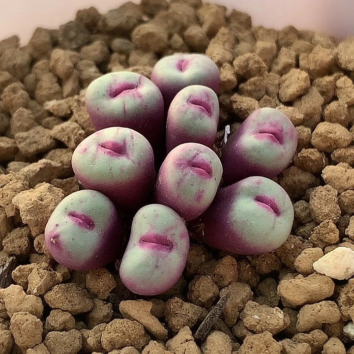 精品多肉植物园艺1380b