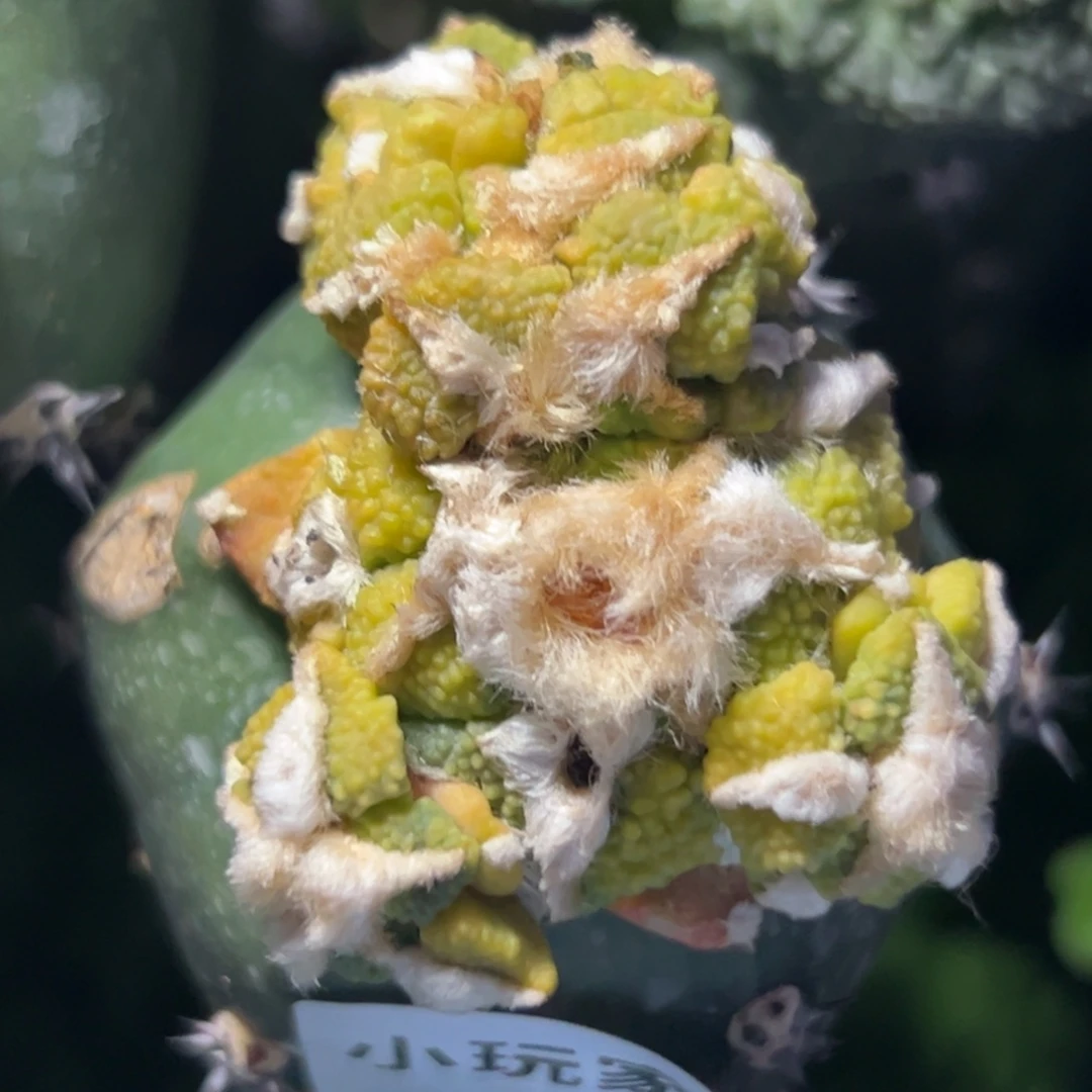 74 仙人球的比赛将于