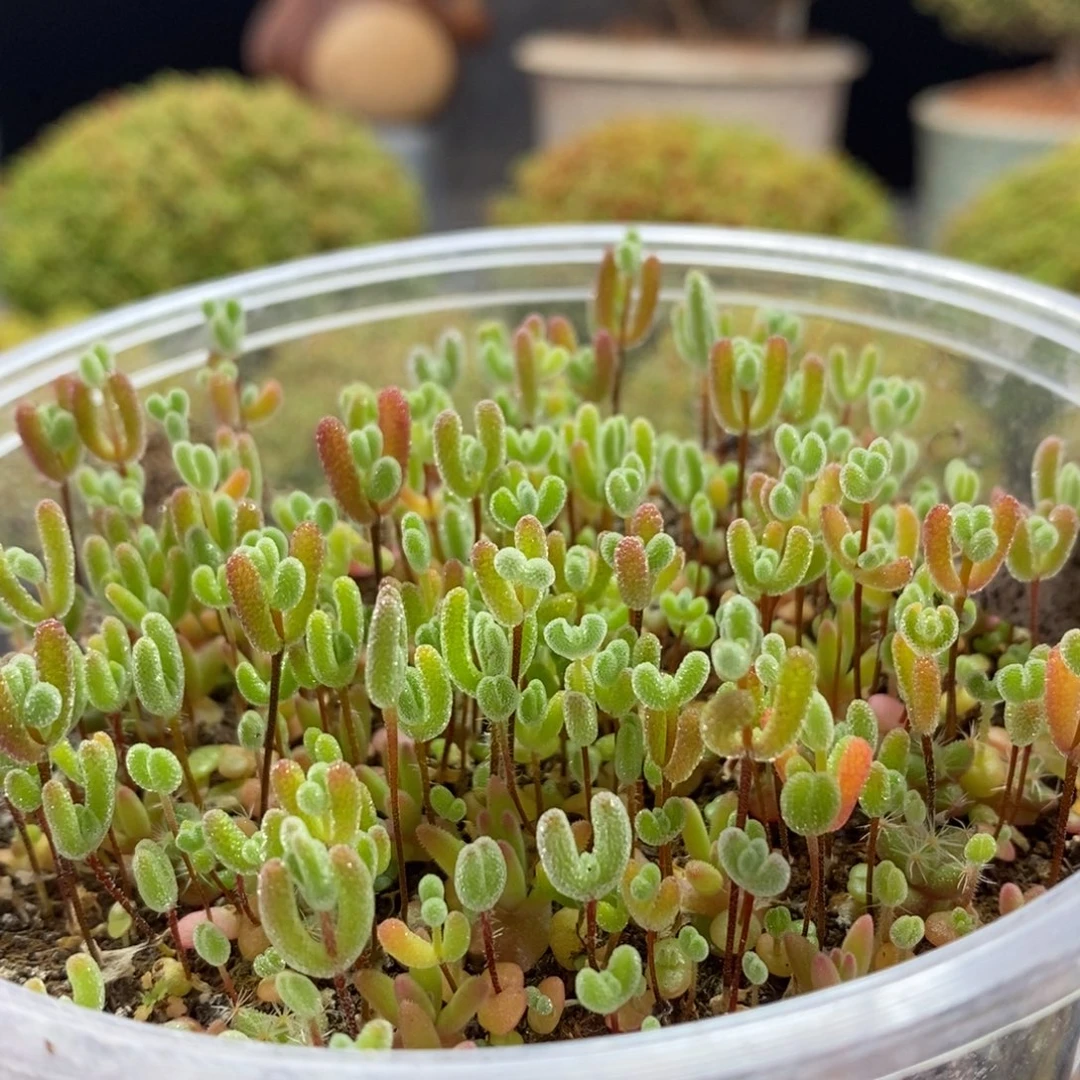 混合切糕1648枝干番杏