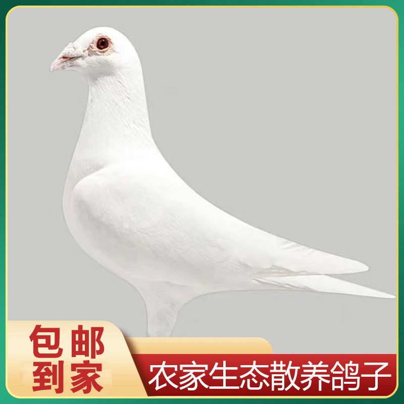 直播间专属链接农户散养鸽子可煲汤