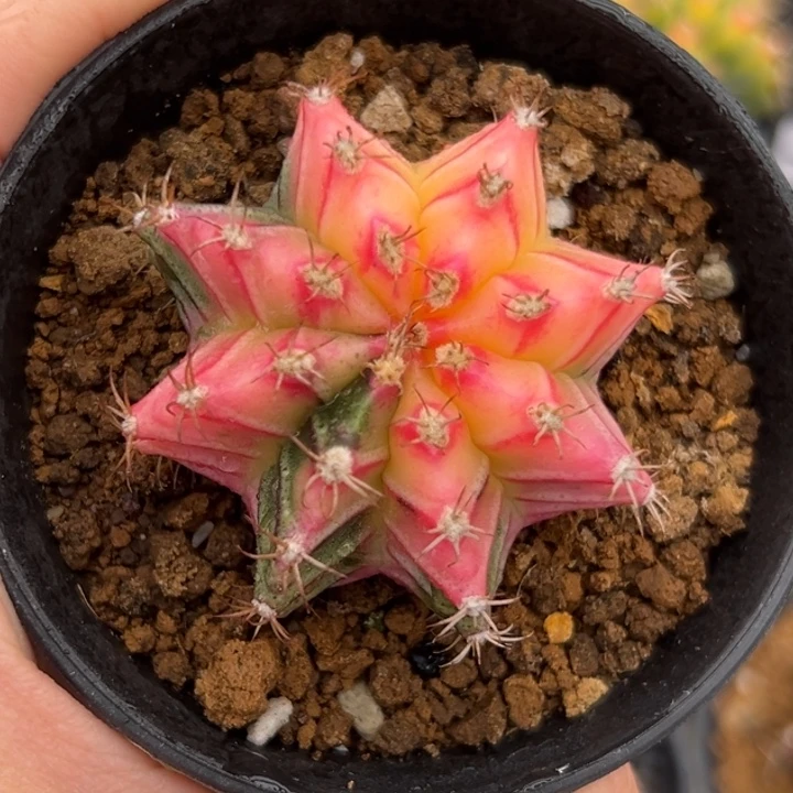 泰国米哈仙人球实生