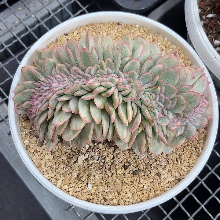 澳洲女神锦缀化的