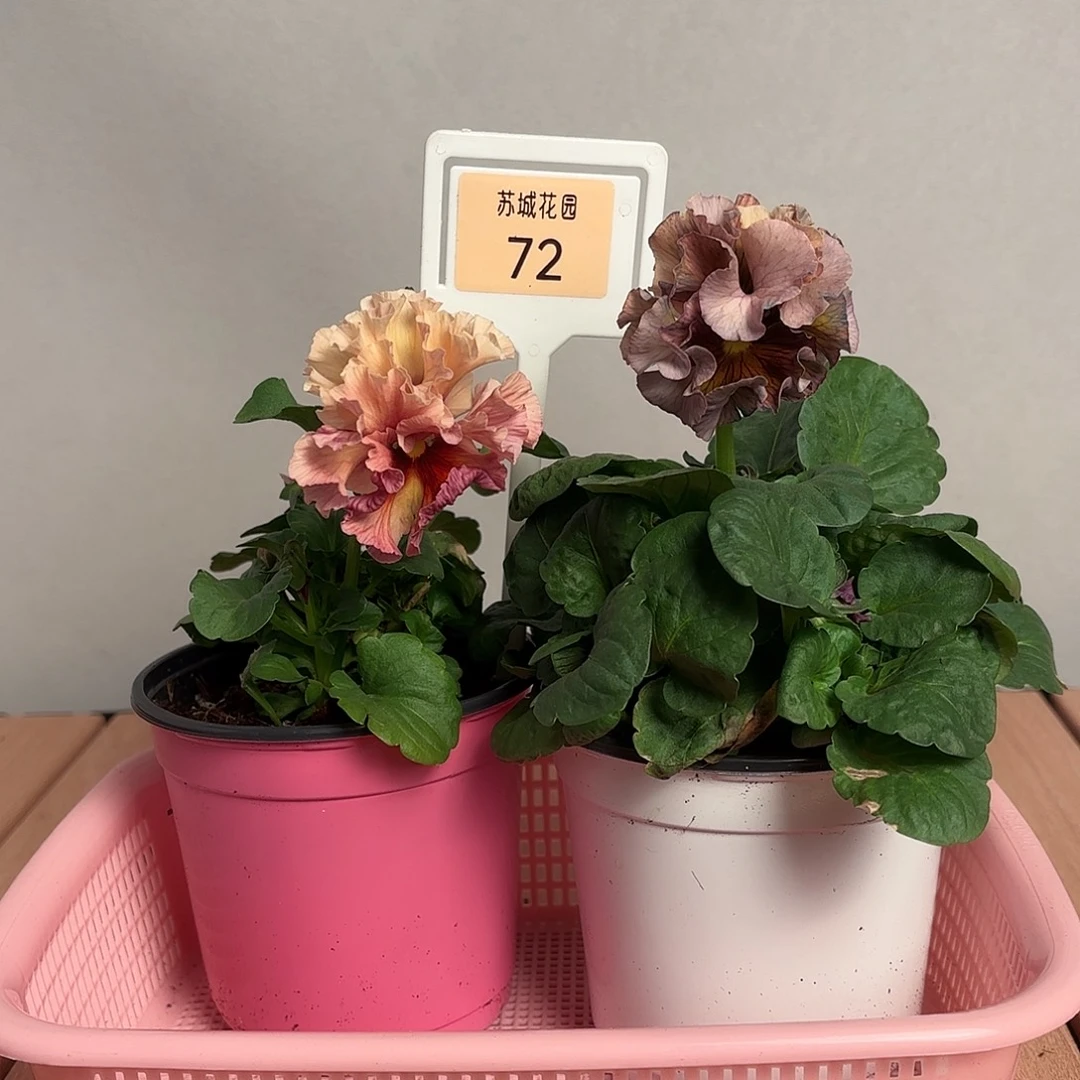 大部分开放少量花苞72