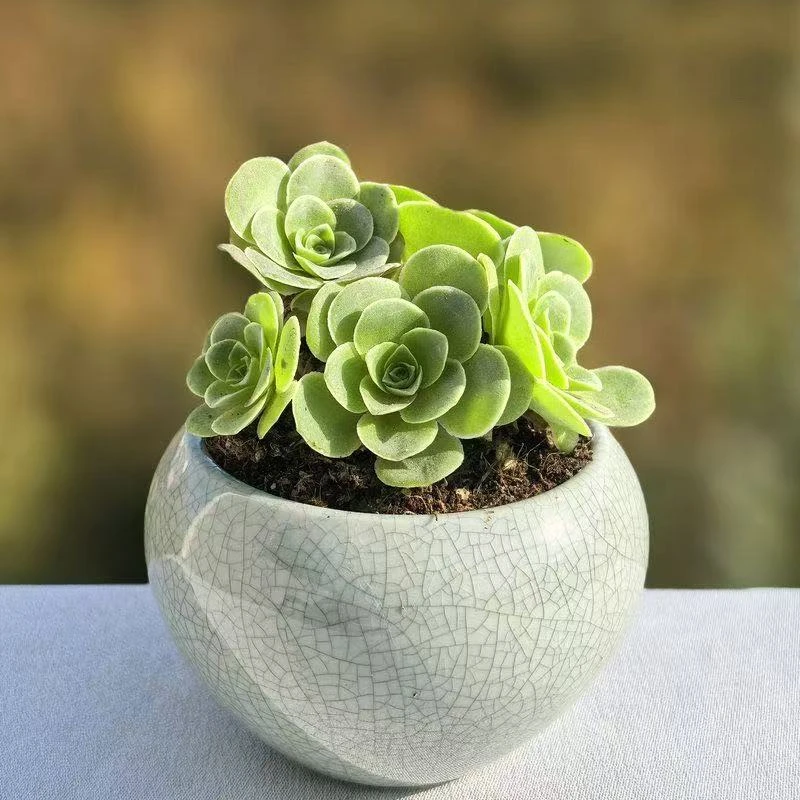 山地玫瑰【满18元包邮】