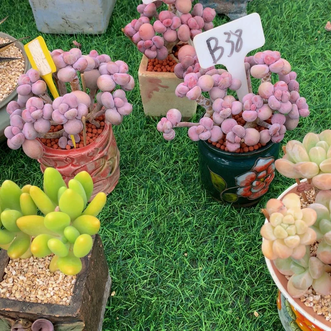 野***米三颗盆一起多肉植物7373737