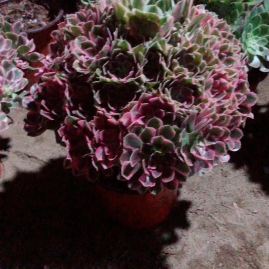 妍****无花朵花样年华法师多肉植物32号