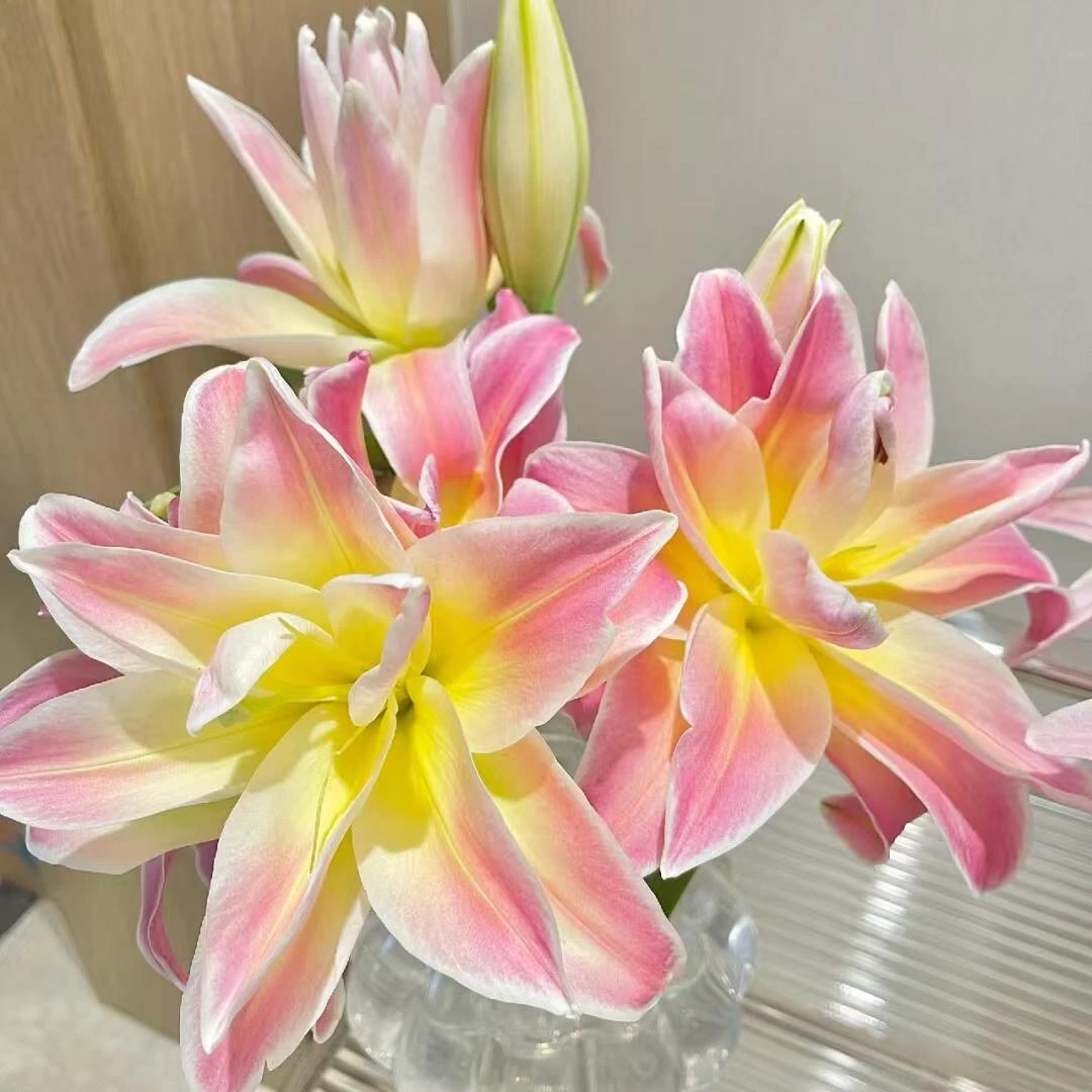 四季可种1颗《彩虹糖》16/18重瓣香水百合种球可盆栽地栽