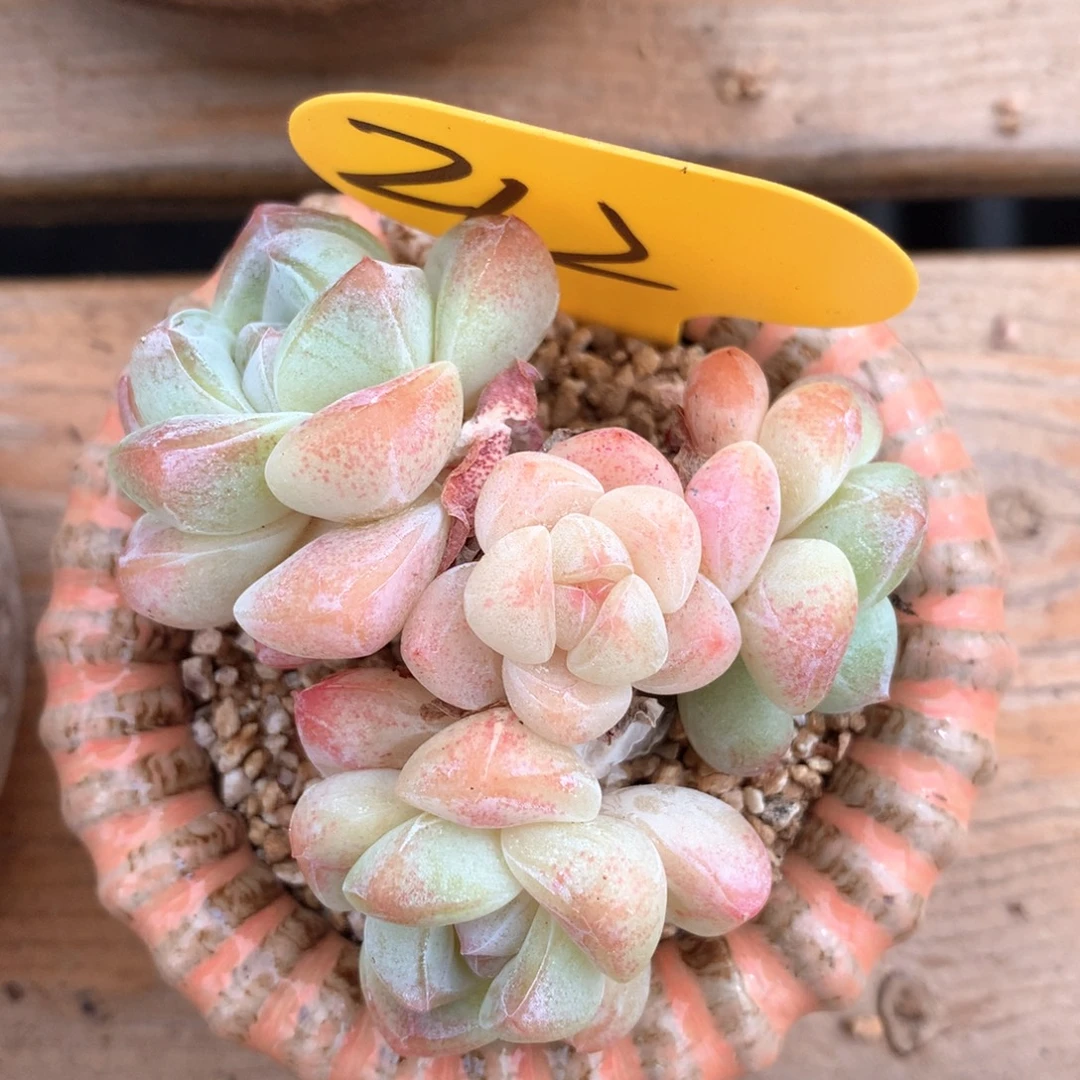 糖心冰玉老桩212可拍