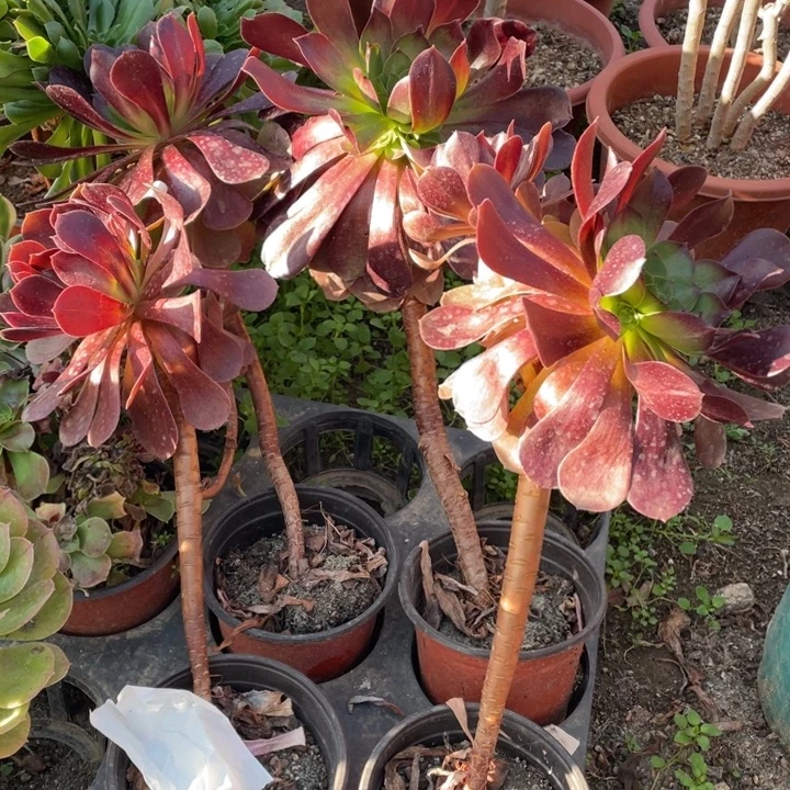 4颗小法师多肉植物桃花石