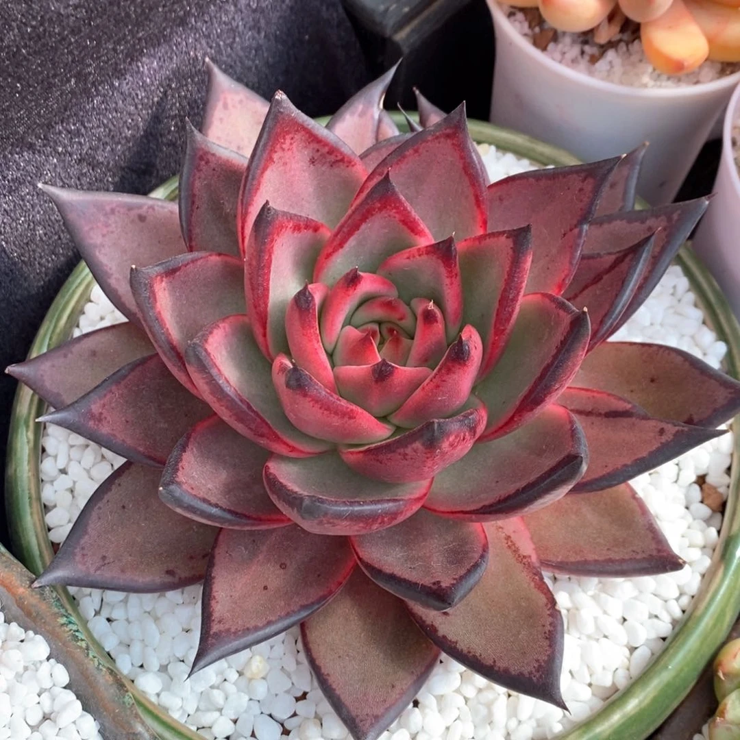 黑檀汁乌木多肉植物盆栽