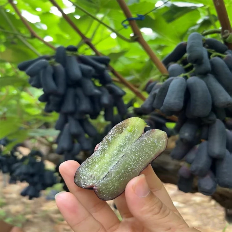 蓝宝石夏黑提子爬藤葡萄树苗大苗庭院盆栽地栽南北方种植当年结果