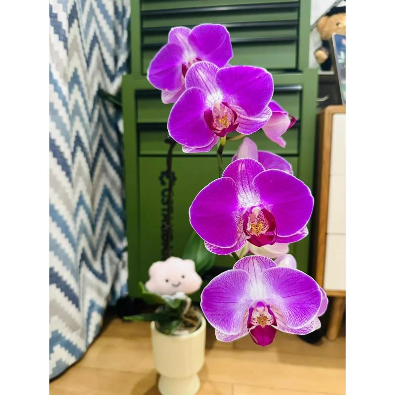 【王大拿】《情人2号》精品蝴蝶兰带花苞鲜花发货高档新手好养