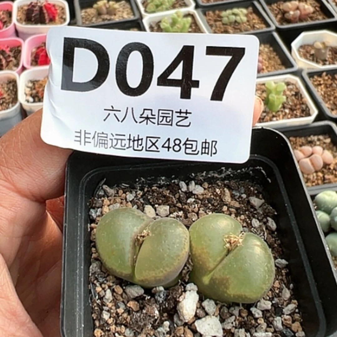 【闪购商品】特价风铃