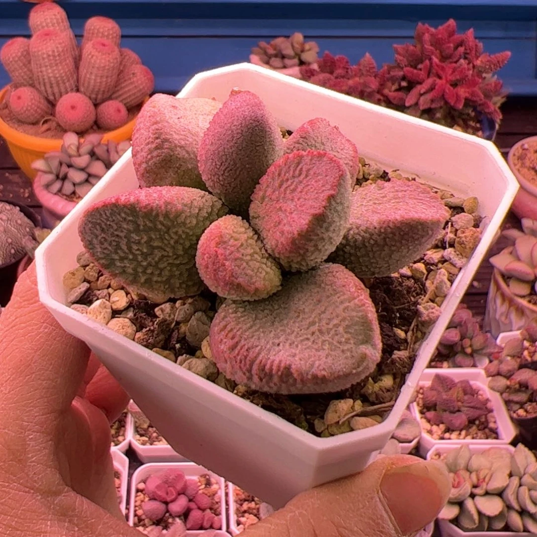 远**鹰赛猪肝。