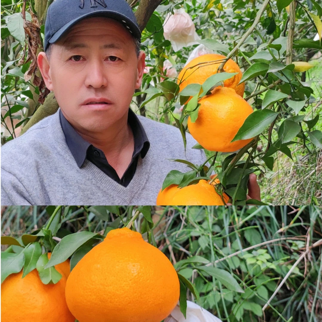 耙耙柑【带框4.9kg-5.1kg】不打退酸剂