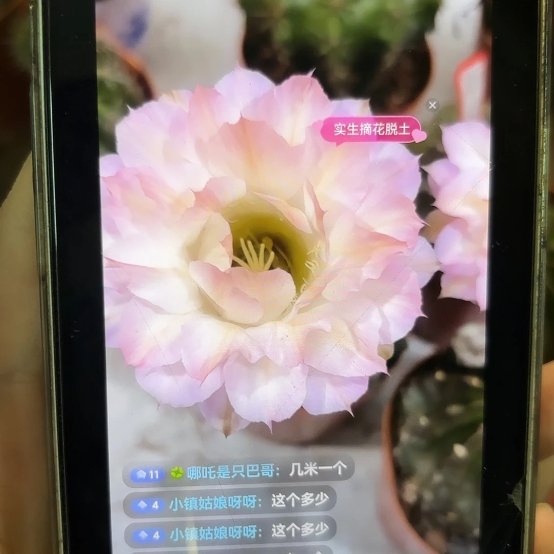彩草小精灵6公分有瑕