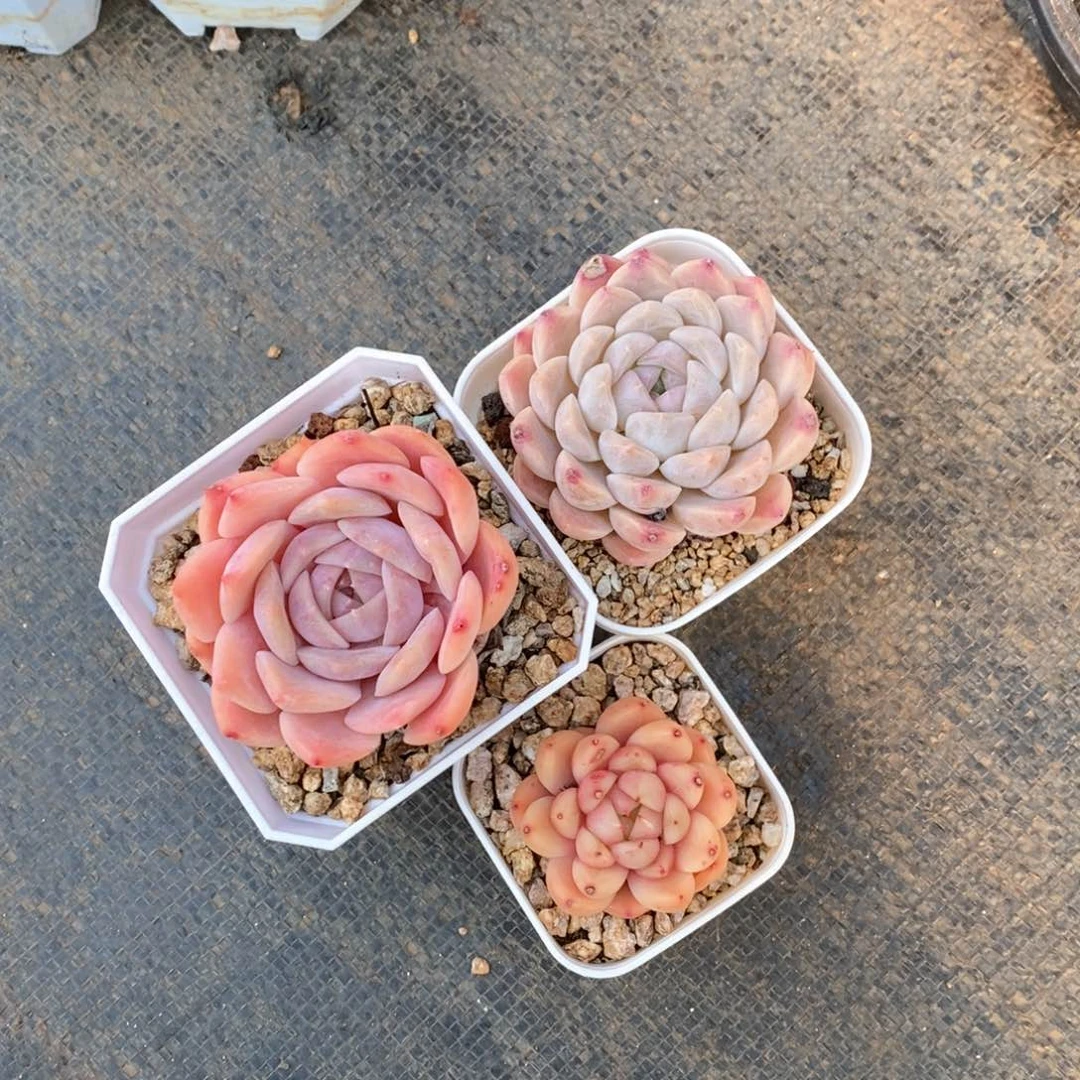 精品多肉一物一拍31