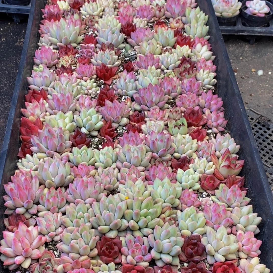 沈*心853多肉植物保护研究所所长助理