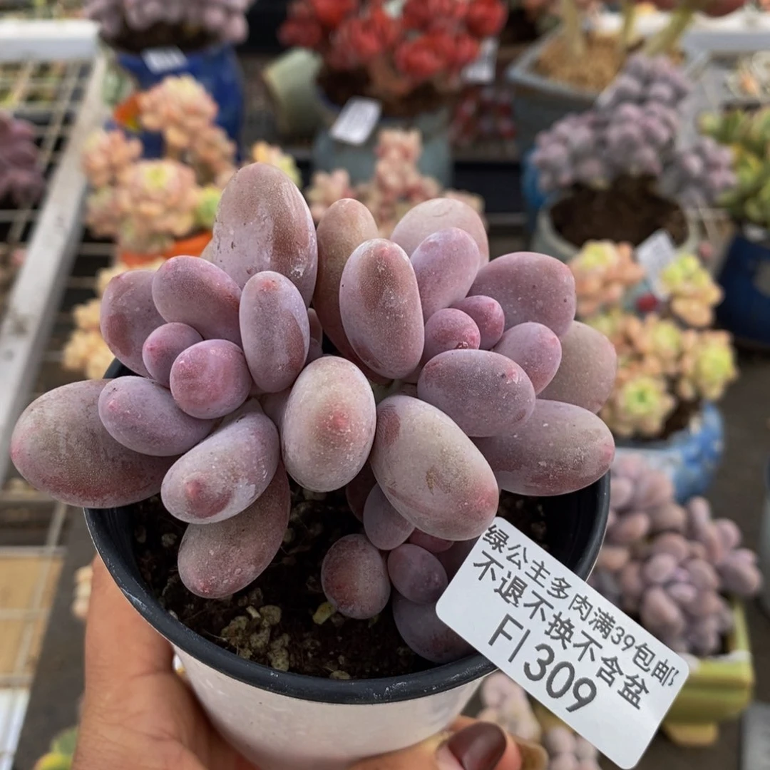 蛋黄奶酪309/8c m