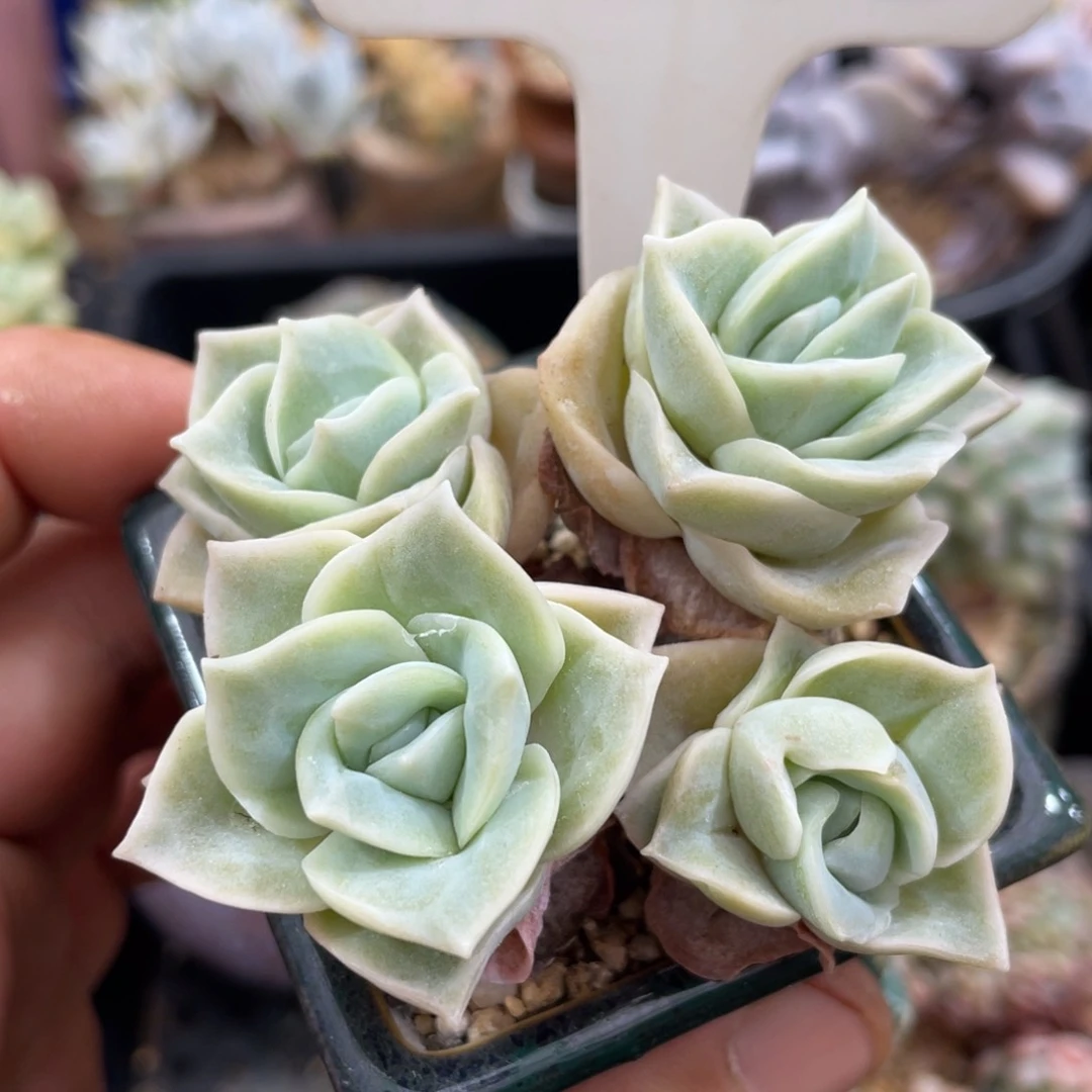 261可爱玫瑰不带盆7厘米