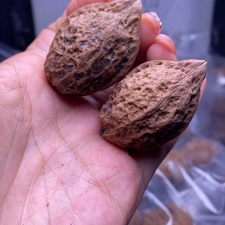 把件文玩核桃云南野生铁核桃8号31mm