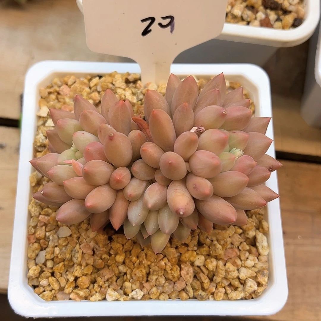 蜜**.20¥？v b b n n n n n