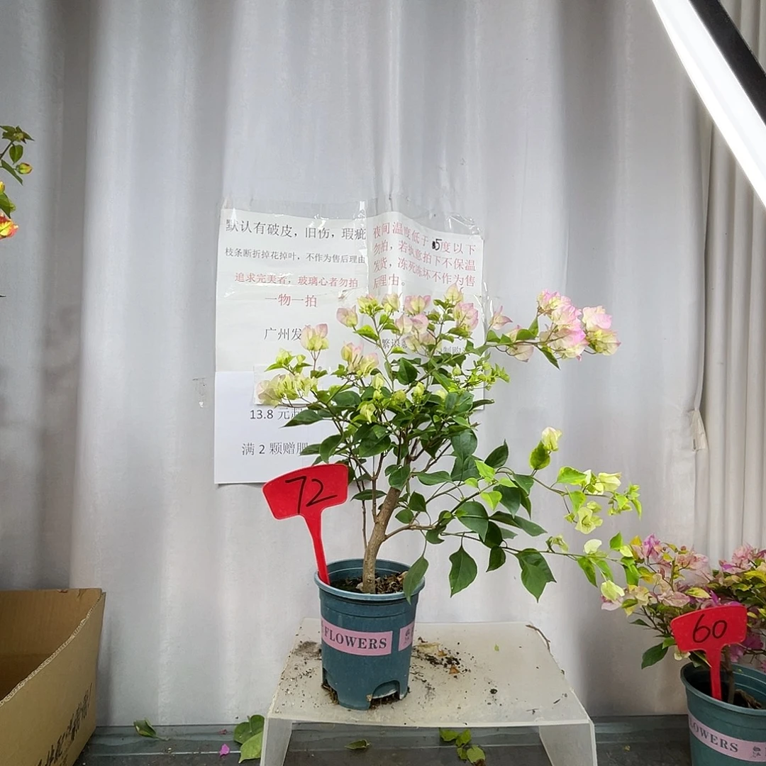 当前无花栽培后可以开花72先明斑绿樱盆苗