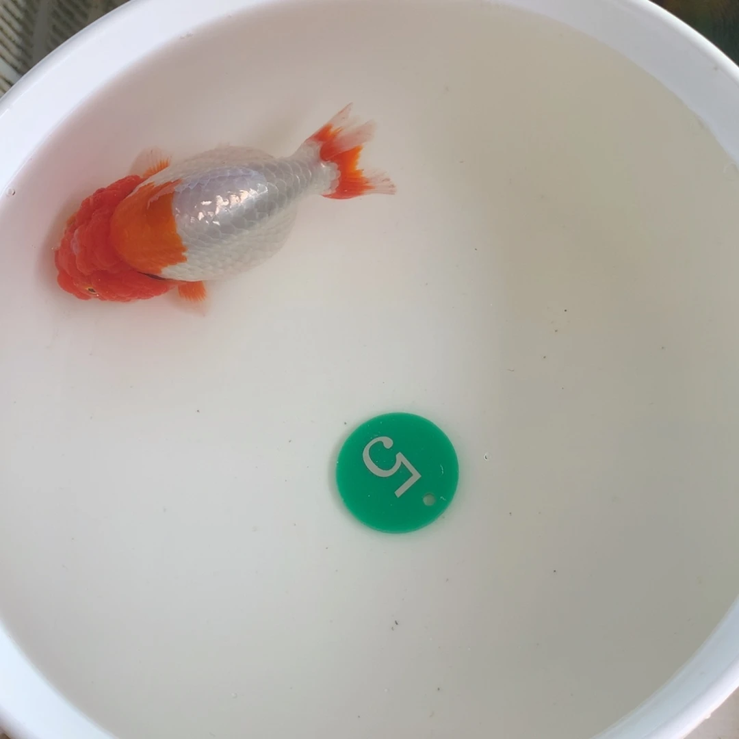 金鱼达*镇11111111111111