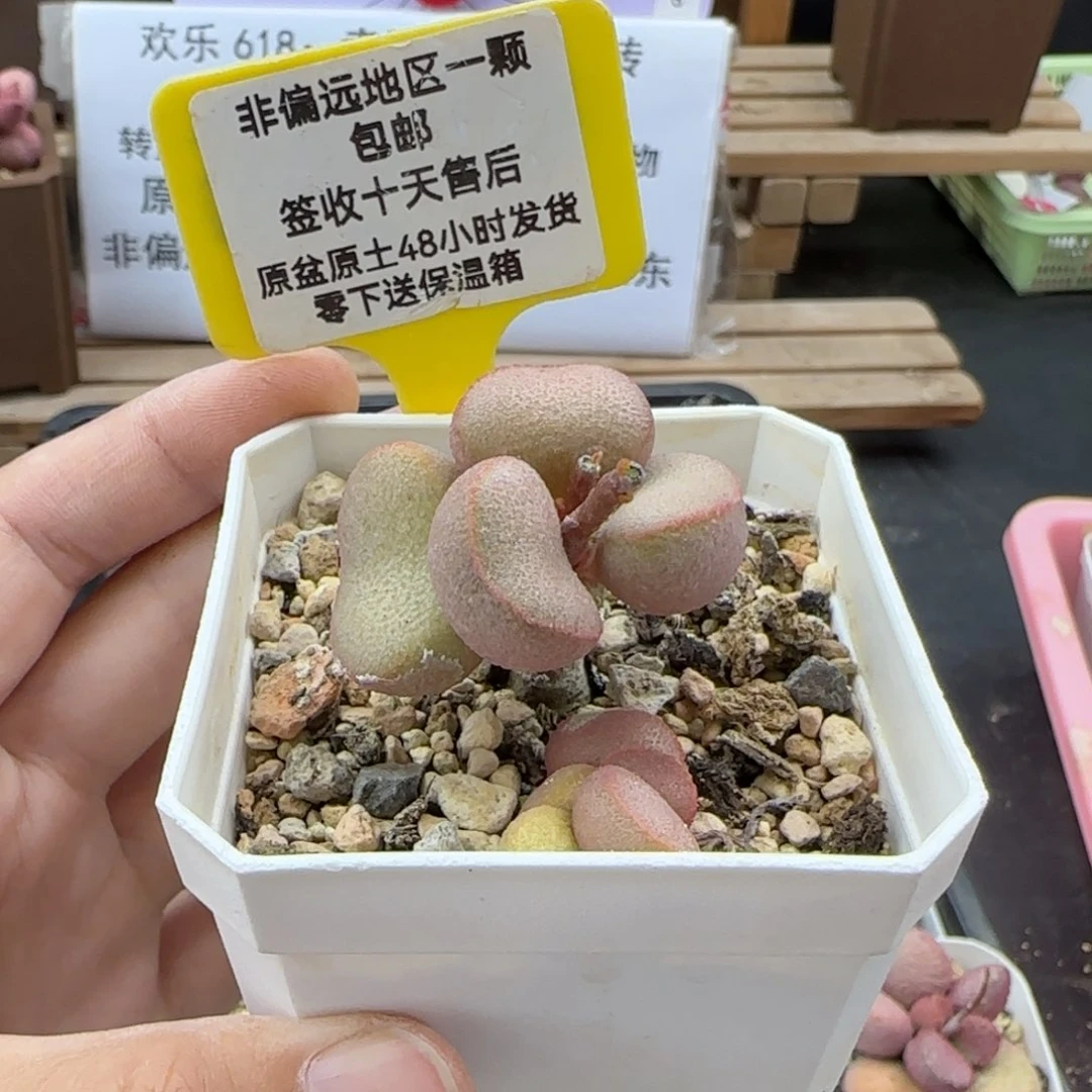 051玲珑多肉多肉