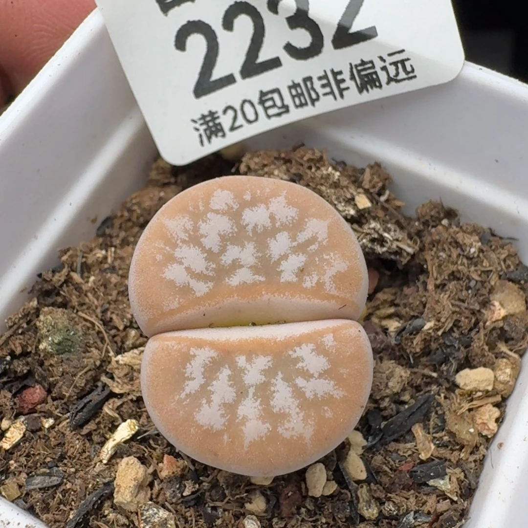 拿铁带盆土。